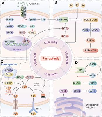 A Novel Insight Into the Fate of Cardiomyocytes in Ischemia-Reperfusion Injury: From Iron Metabolism to Ferroptosis